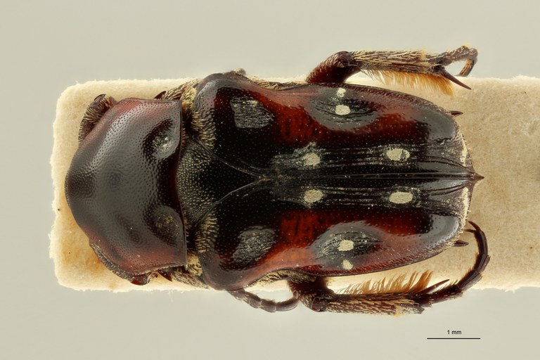 Cymophorus flavonotatus collarti pt D ZS PMax Scaled.jpeg