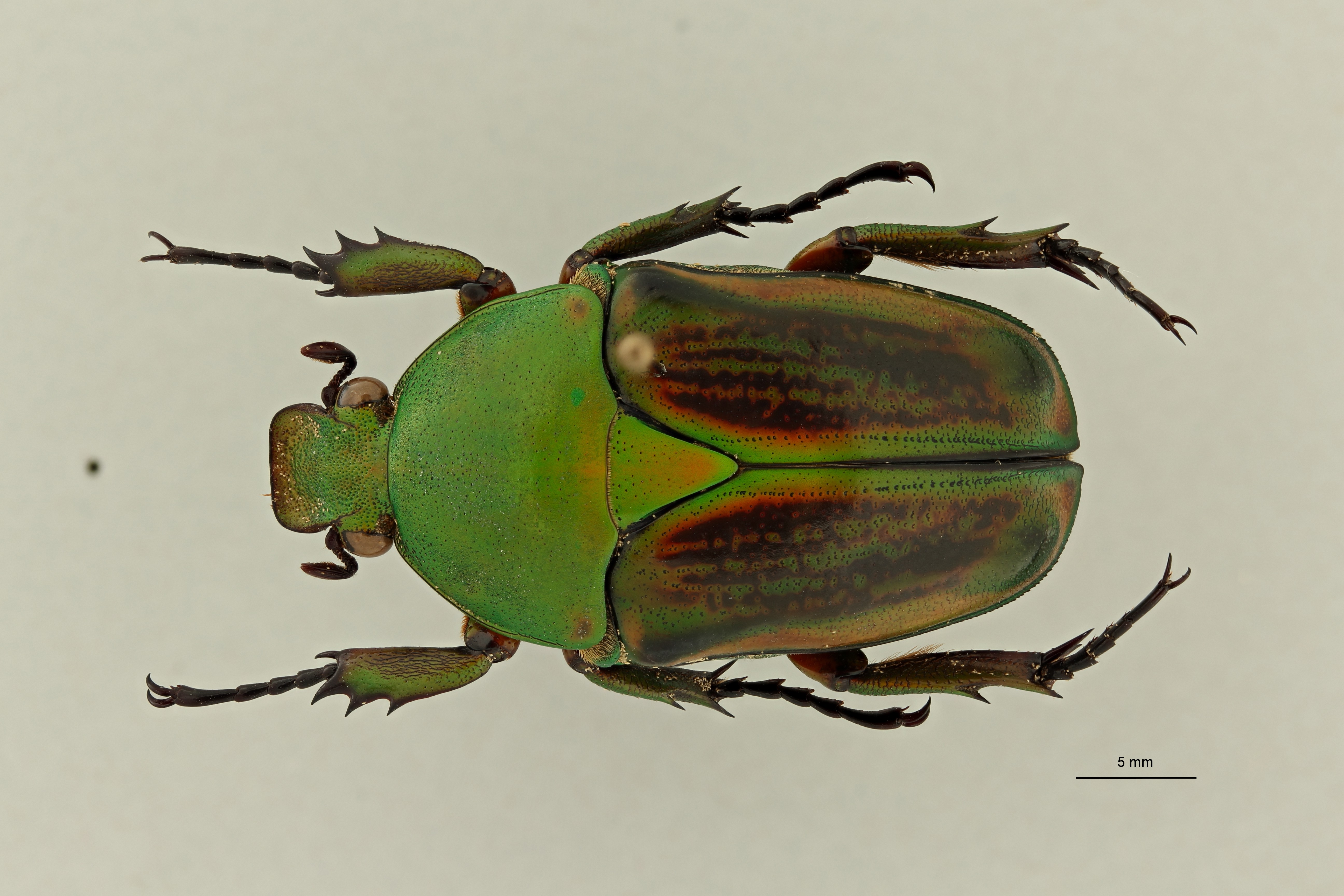 Eudicella woermanni alexisi at D ZS PMax Scaled.jpeg