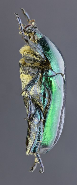 Eupotosia affinis affinis 28679zs91.jpg
