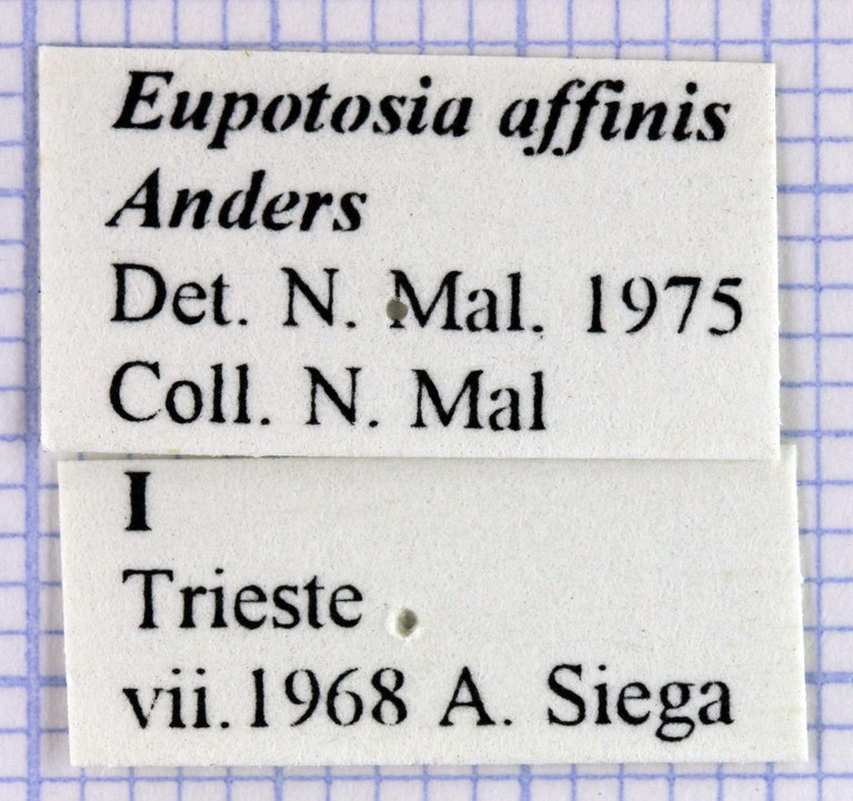 Eupotosia affinis affinis 28632.jpg