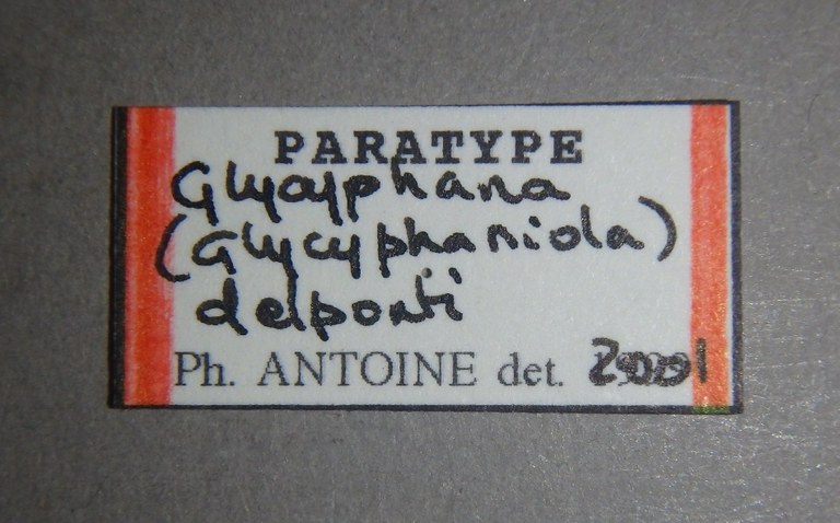 Glycyphana (Glycyphaniola) delponti pt Lb.JPG