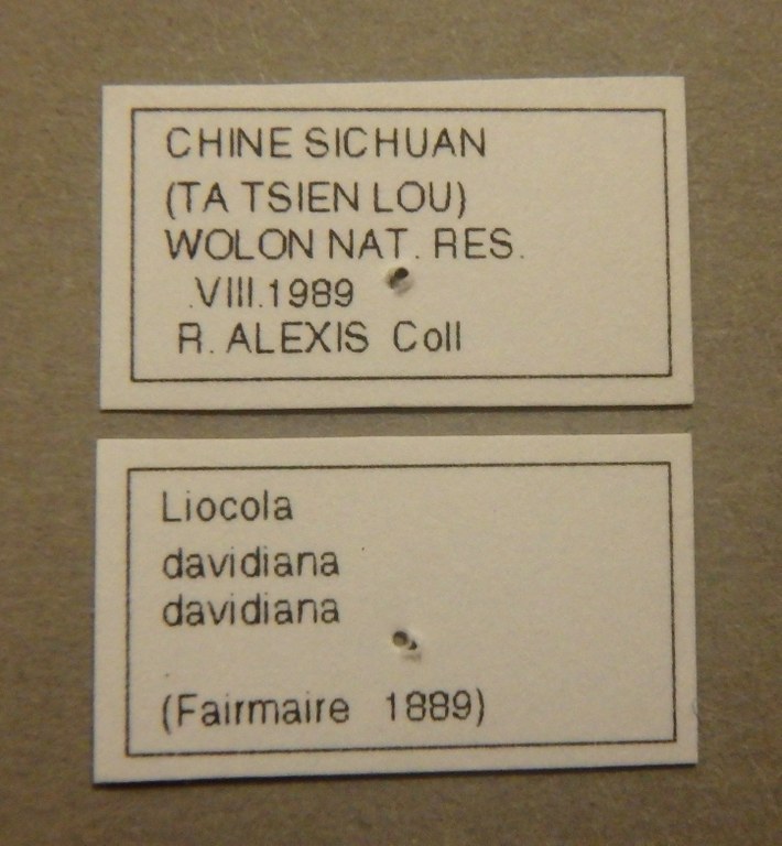 Liocola davidiana davidiana pt Lb.jpg