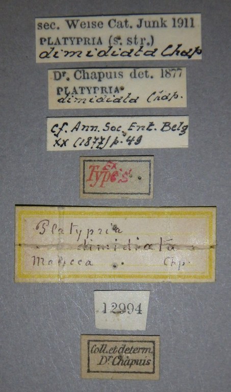 Platypria (Platypria) dimidiata et Lb.jpg