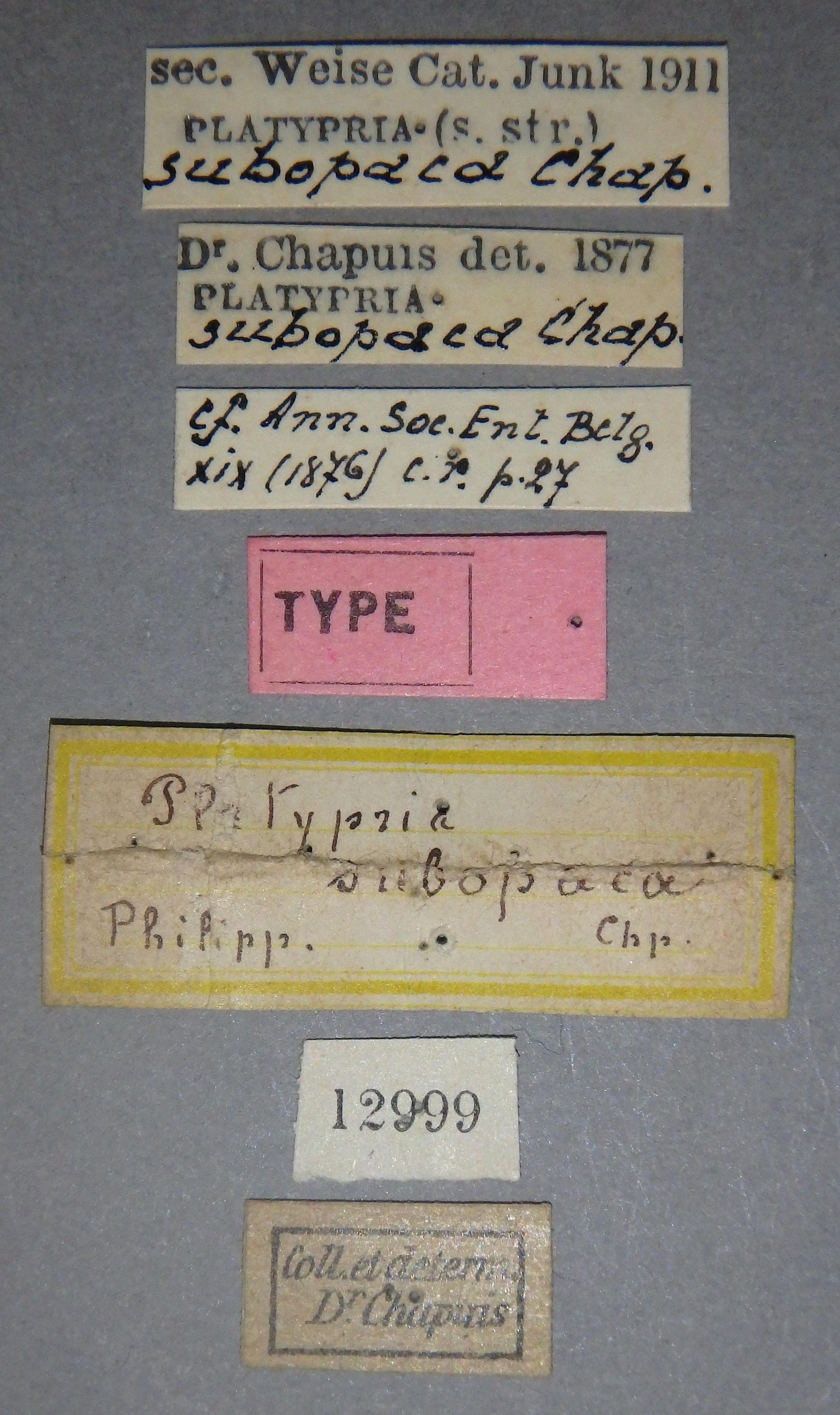 Platypria (Platypria) subopaca t Lb.jpg
