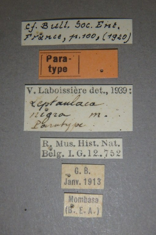 Leptaulaca nigra pt Lb.jpg