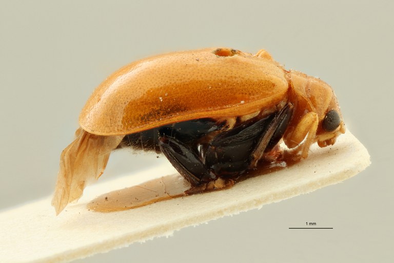 Pseudocophora philippinensis t L ZS PMax Scaled.jpeg