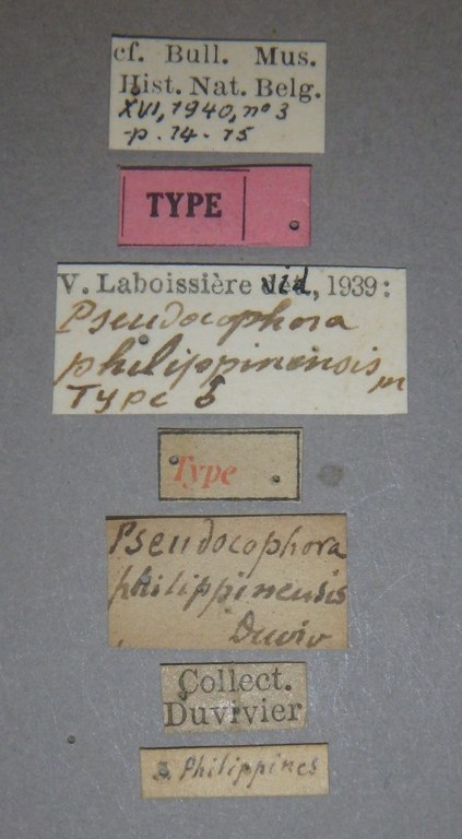 Pseudocophora philippinensis t Lb.jpg