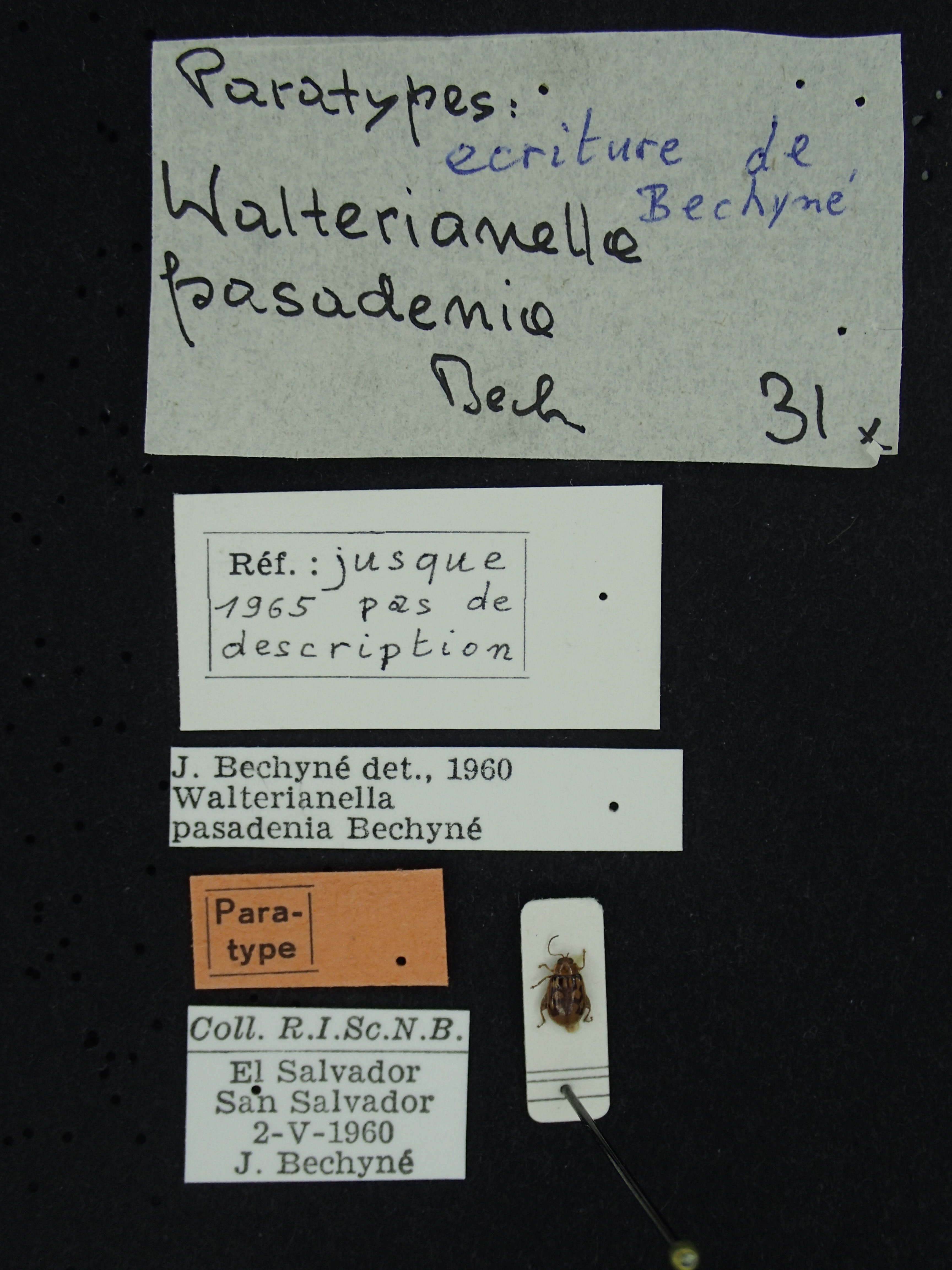 BE-RBINS-ENT Walterianella pasadenia K39_D11_001 Label.JPG