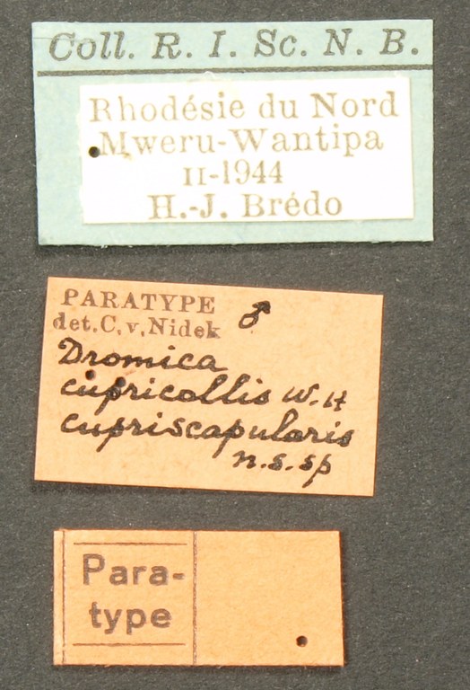 Dromica (Dromica) cupricollis cupriscapularis pt Lb.JPG