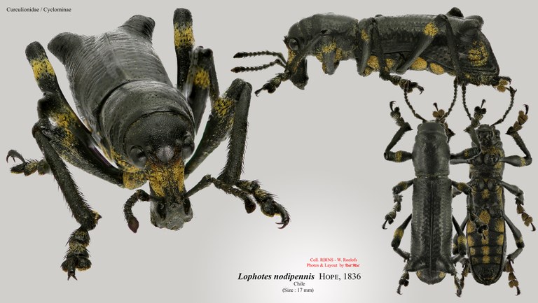Lophotus nodipennis.jpg
