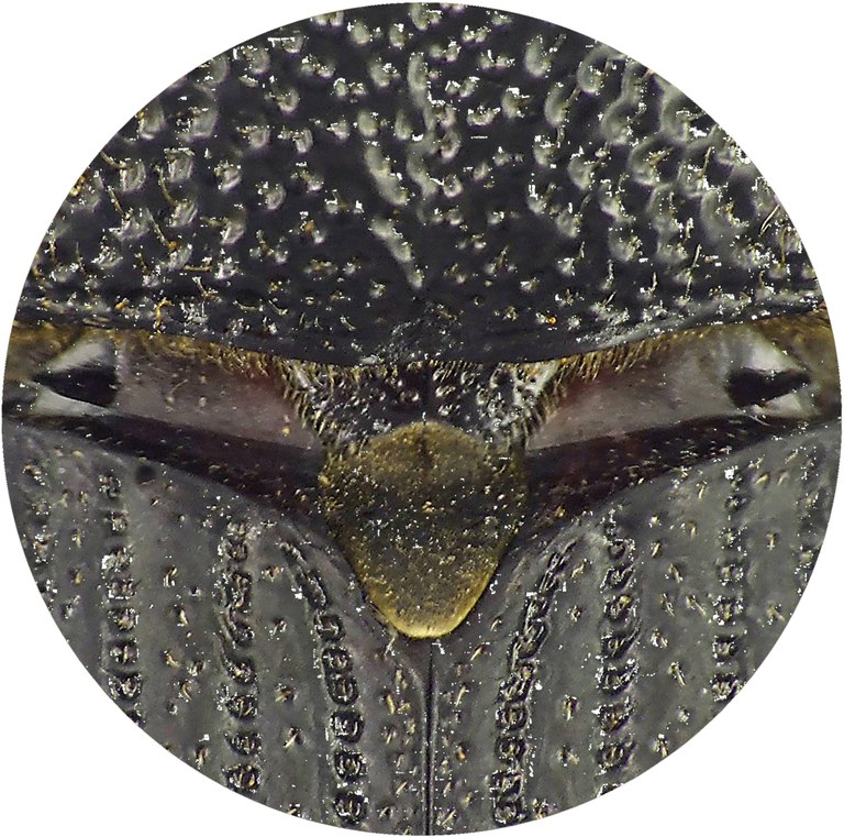 Rhinostomus barbirostris L.jpg
