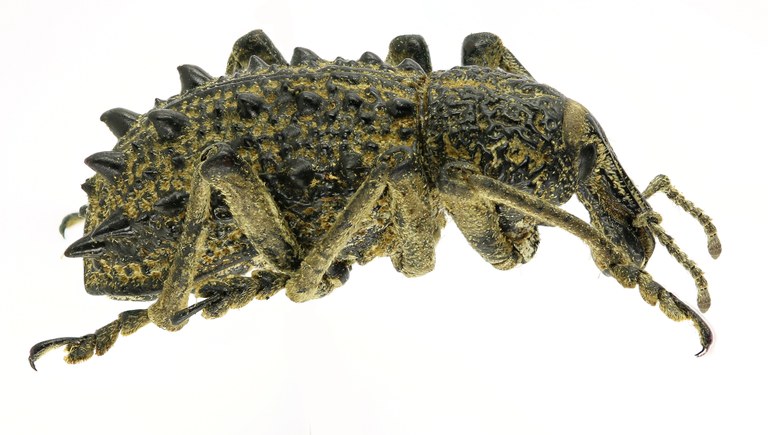 Leptopius muricatus Eos520cz33.jpg