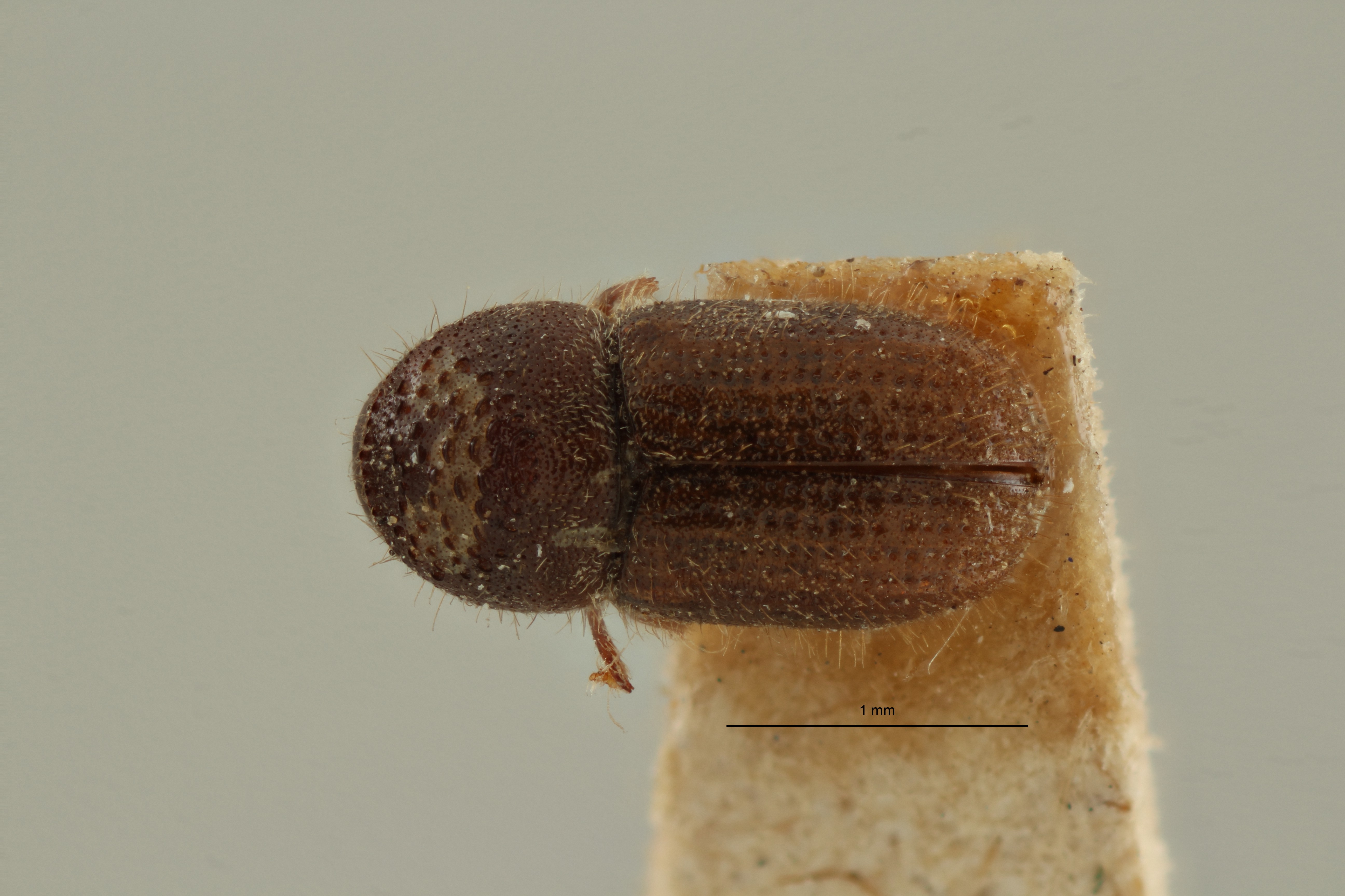 Cryphalus robustus t D ZS PMax Scaled.jpeg