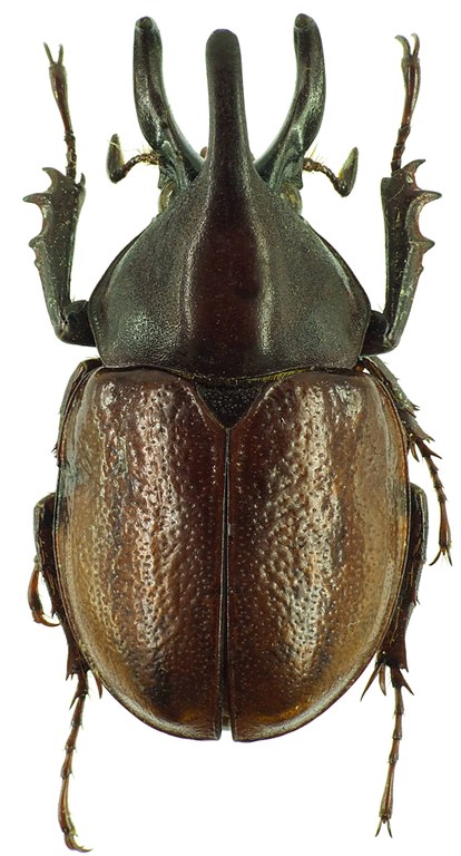 Aegopsis curvicornis 30137cz40.jpg