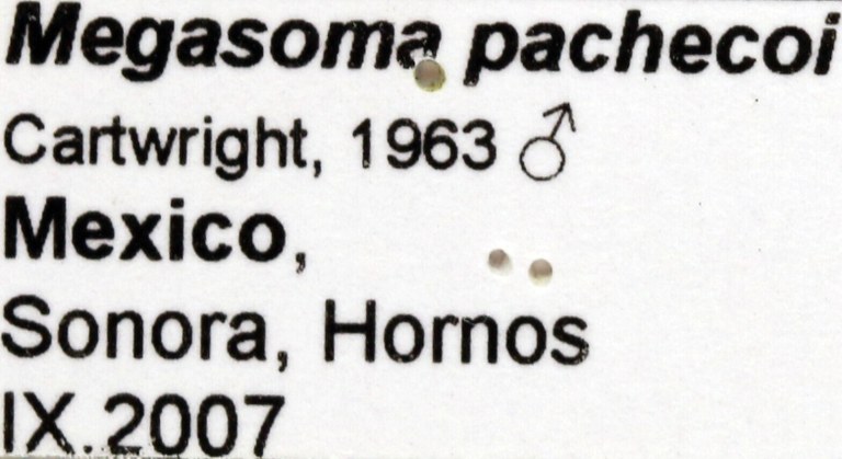 Megasoma pachecoi label 67673.jpg