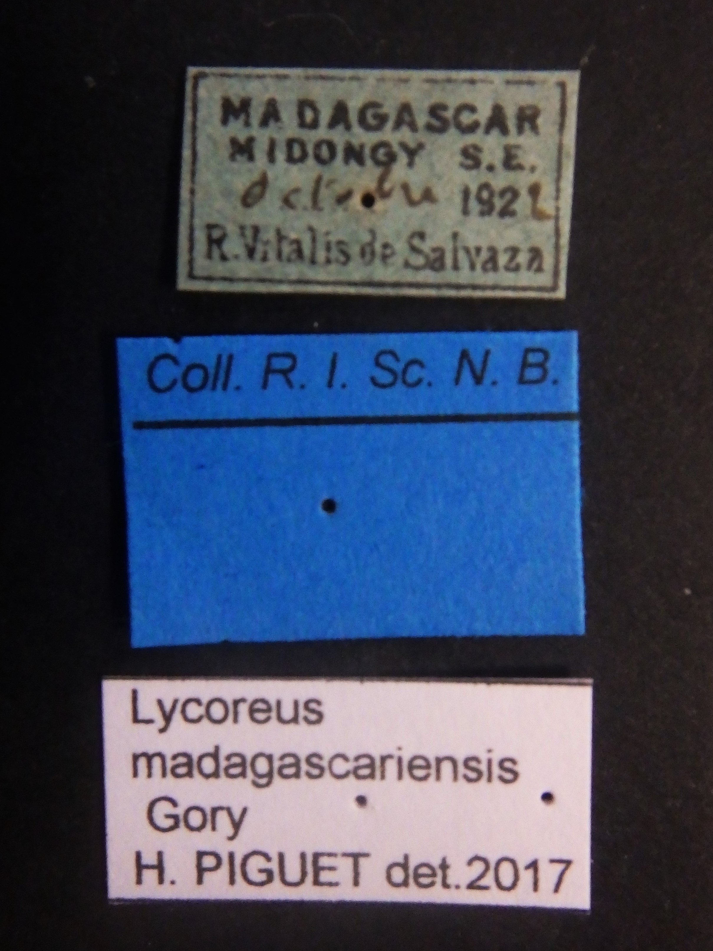 Lycoreus madagascariensis Labels.JPG