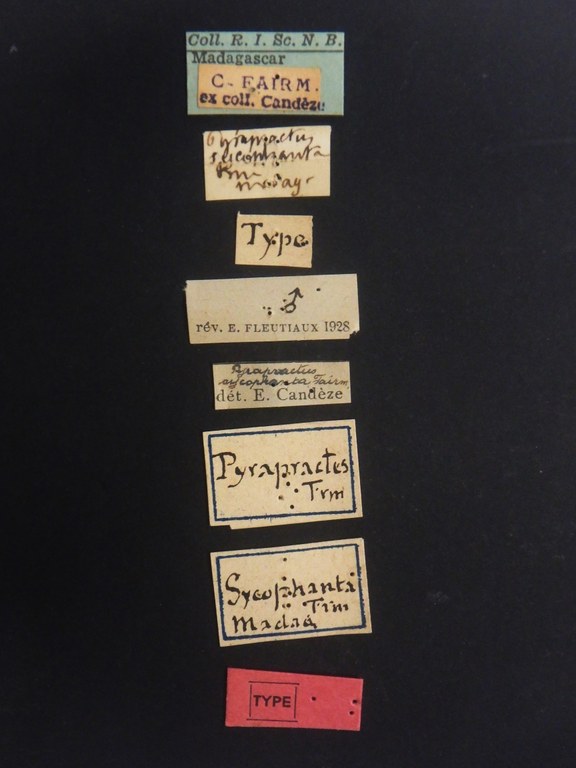 Pyrapractus sycophanta M t Labels.JPG