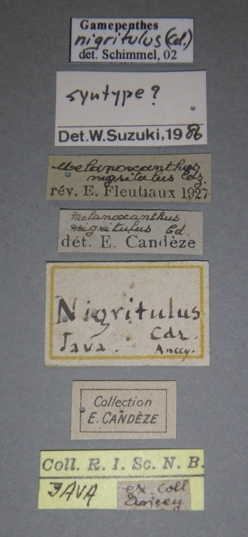 Melanoxanthus nigritulus st Lb.jpg