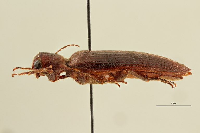 Eudicronychus distinctus var. fuscatus pt L ZS PMax Scaled.jpeg