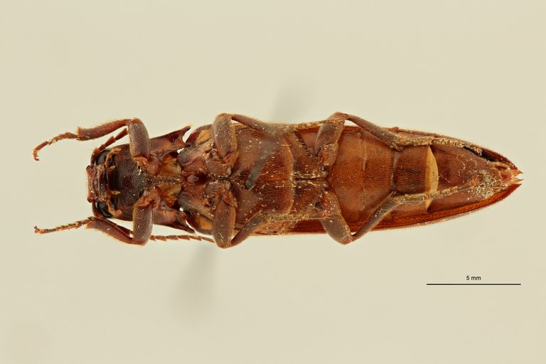 Eudicronychus distinctus var. fuscatus pt V ZS PMax Scaled.jpeg