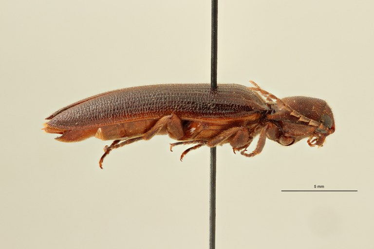 Eudicronychus distinctus var. fuscatus pt L ZS PMax Scaled.jpeg