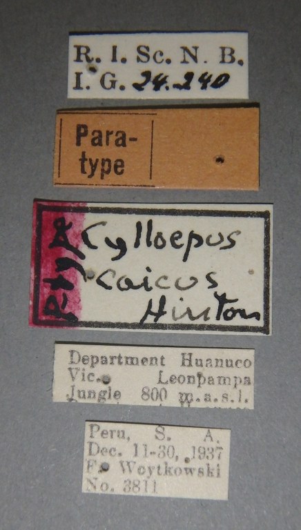 Cylloepus caicus pt Lb.jpg