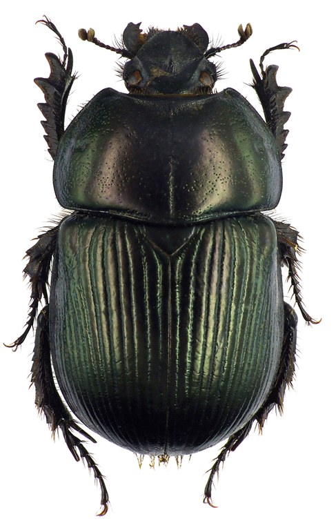 Geotrupes (Glyptogeotrupes) impressus 68893cz01.jpg Geotrupes (Glyptogeotrupes) impressus 68893cz01.jpg