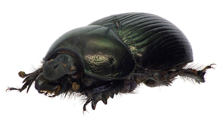 Geotrupes (Glyptogeotrupes) impressus 68902cz15.jpg Geotrupes (Glyptogeotrupes) impressus 68902cz15.jpg
