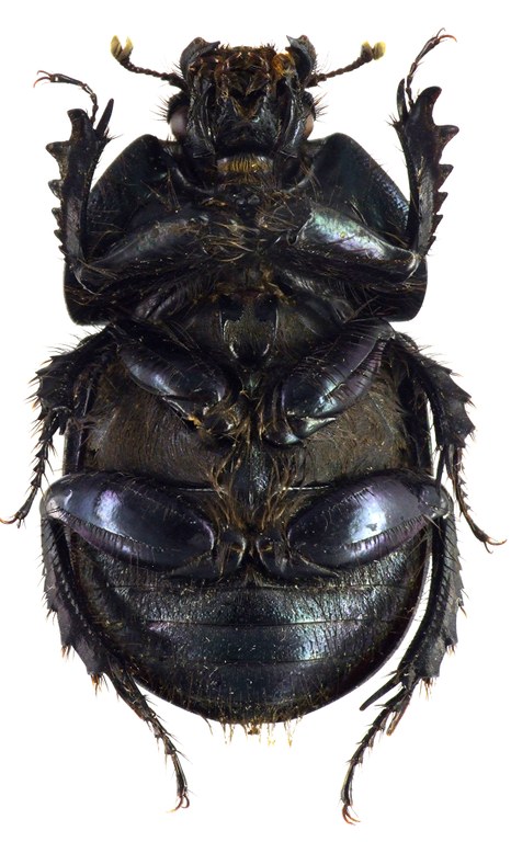 Geotrupes (Glyptogeotrupes) impressus 68916cz19.jpg Geotrupes (Glyptogeotrupes) impressus 68916cz19.jpg