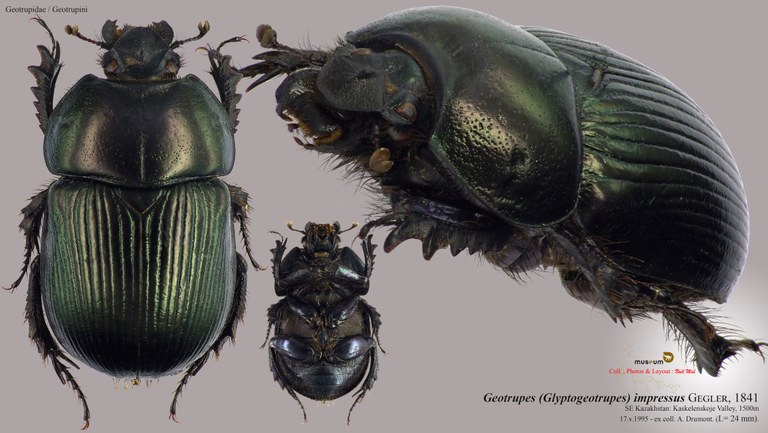 Geotrupes (Glyptogeotrupes) impressus.jpg Geotrupes (Glyptogeotrupes) impressus.jpg