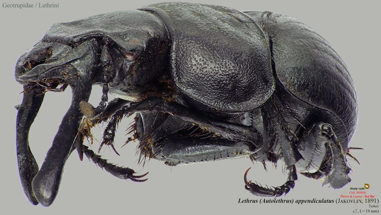 Lethrus (Autolethrus) appendiculatus.jpg Lethrus (Autolethrus) appendiculatus.jpg