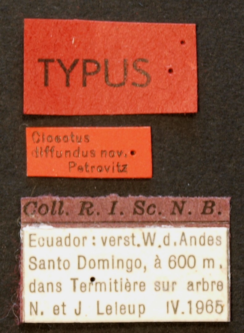 Cloeotus diffundus TYP Lb.JPG