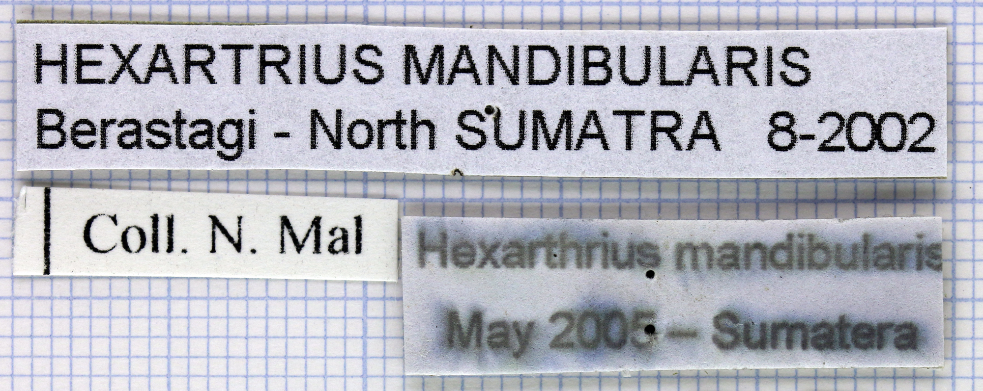 Hexarthrius mandibularis lab 29495.jpg