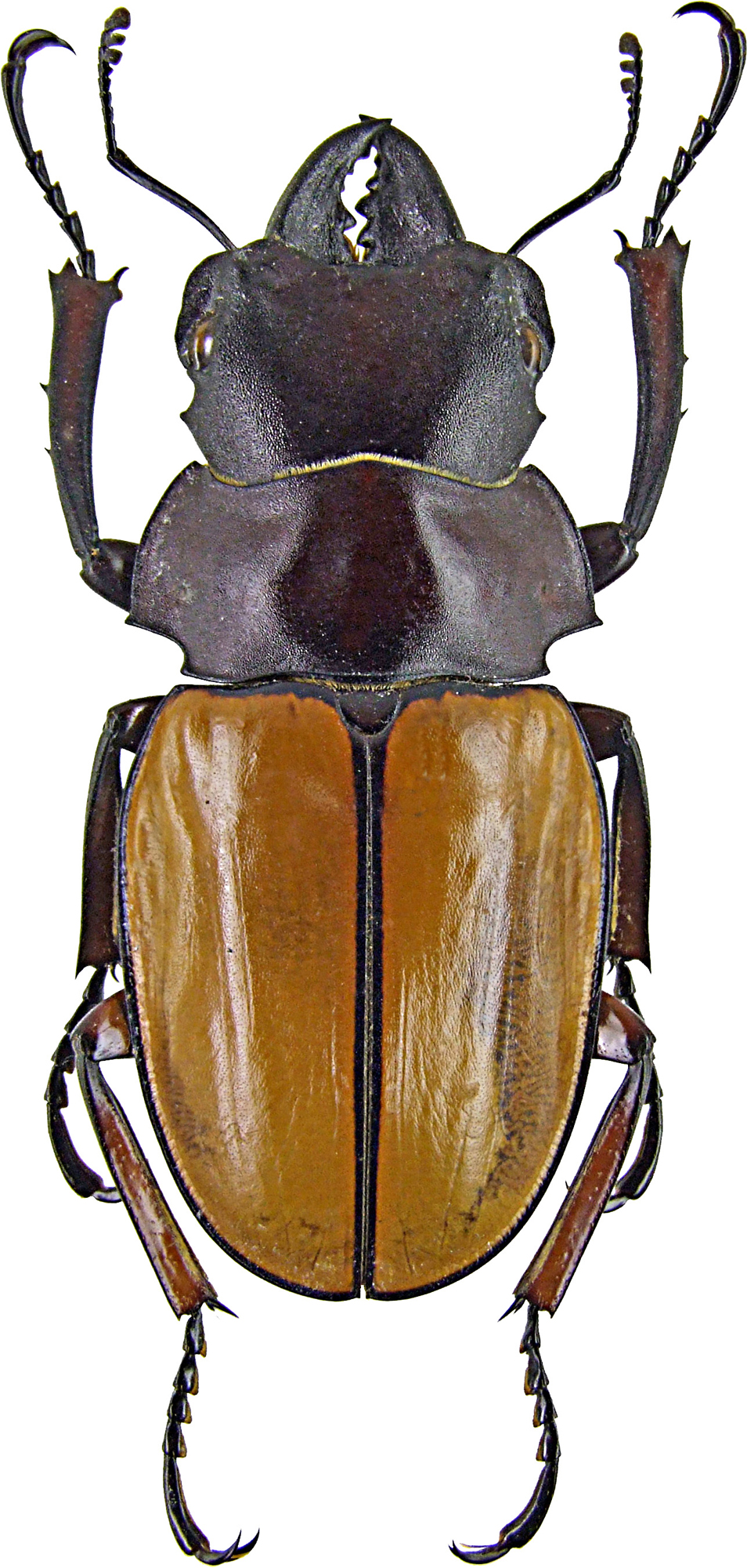 Odontolabis femoralis 1246.jpg