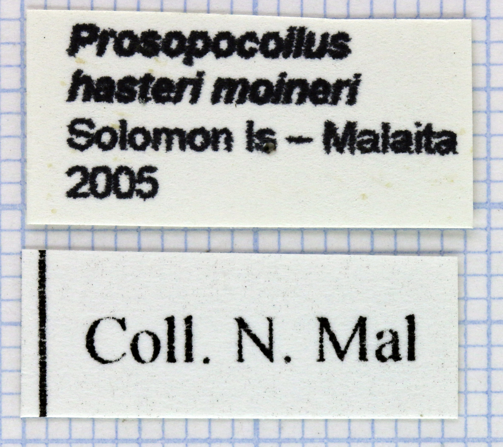 Prosopocoilus lafertei moineri 30645.jpg