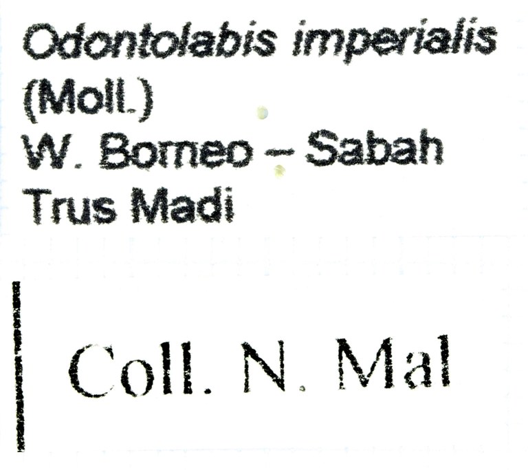 Odontolabis imperialis 29924.jpg