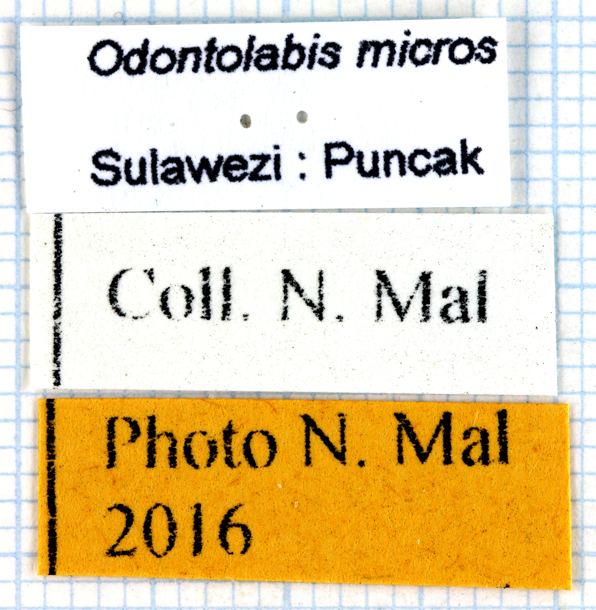 Odontolabis micros 68124.jpg