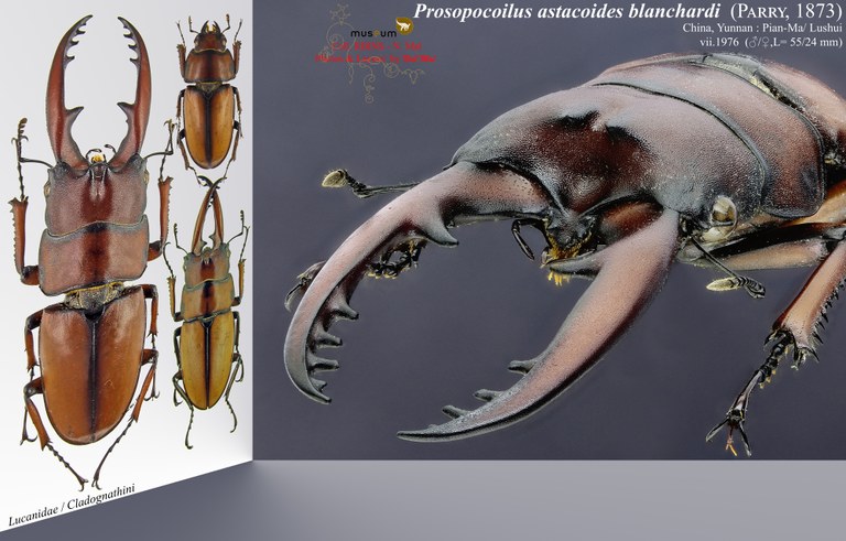 Prosopocoilus astacoides blanchardi.jpg