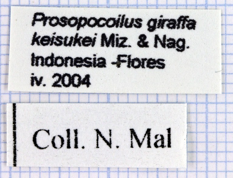 Prosopocoilus girafa lab 30268.jpg