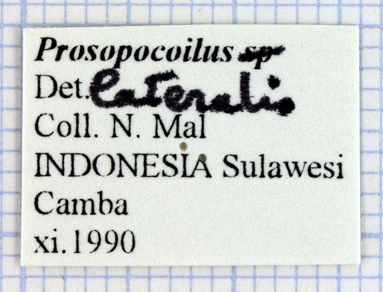 Prosopocoilus lateralis 30795.jpg