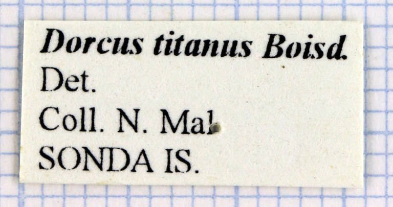 Serrognathus titanus 30236.jpg