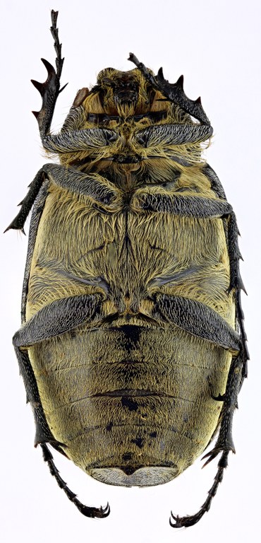 Tricholepis albosquamosa HT 21619zs29.jpg