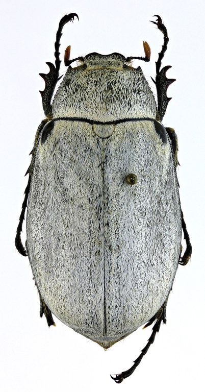 Tricholepis albosquamosa PT 21707zs21.jpg