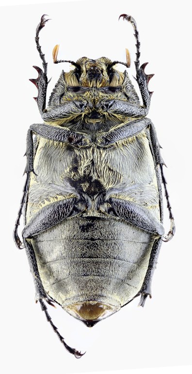 Tricholepis albosquamosa PT 21723zs33.jpg