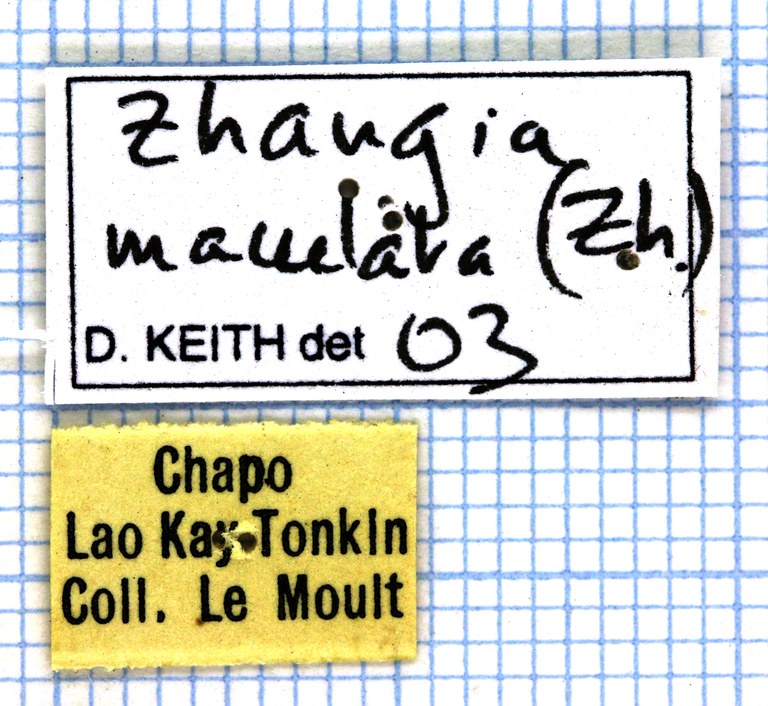 Zhangia maculata 26140.jpg