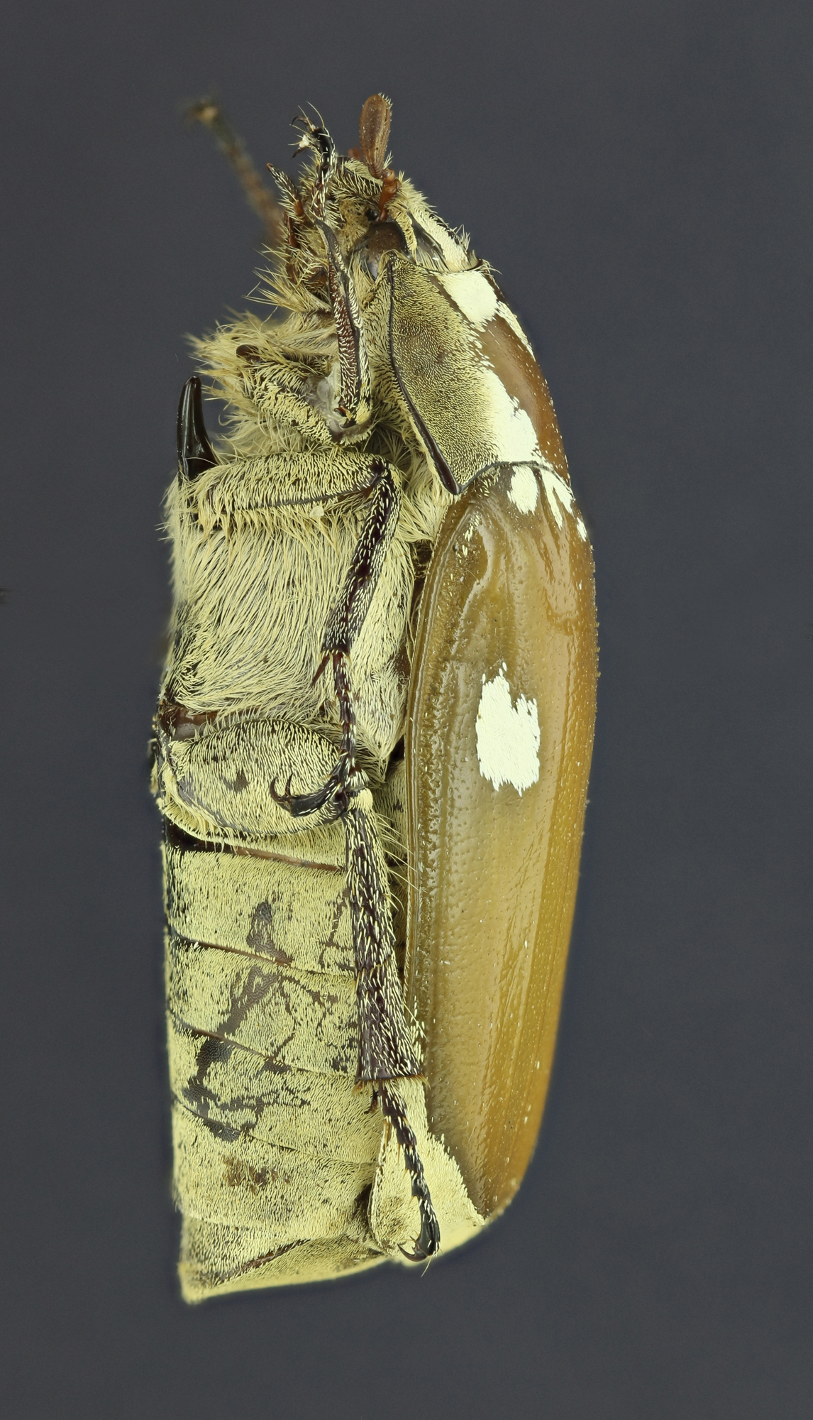 Zhangia maculata 26141zs56.jpg