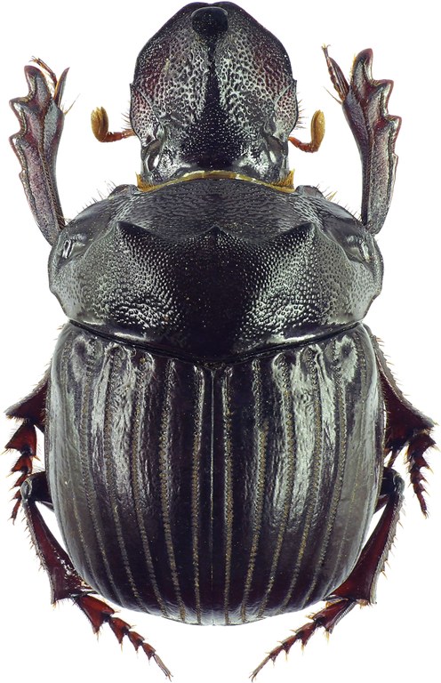 Pinotus monstrosus 27900cz10.jpg Pinotus monstrosus 27900cz10.jpg