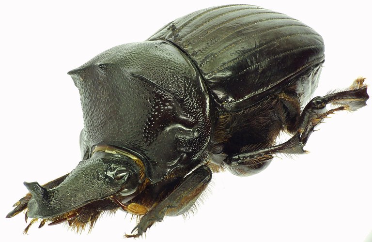 Pinotus monstrosus 27911cz18.jpg Pinotus monstrosus 27911cz18.jpg