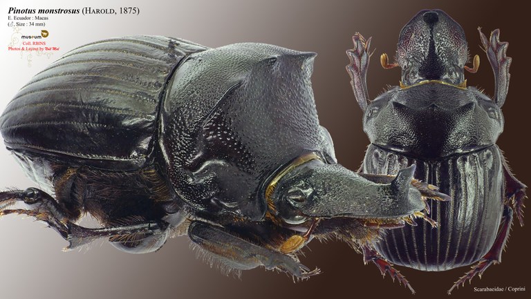 Pinotus monstrosus.jpg Pinotus monstrosus.jpg