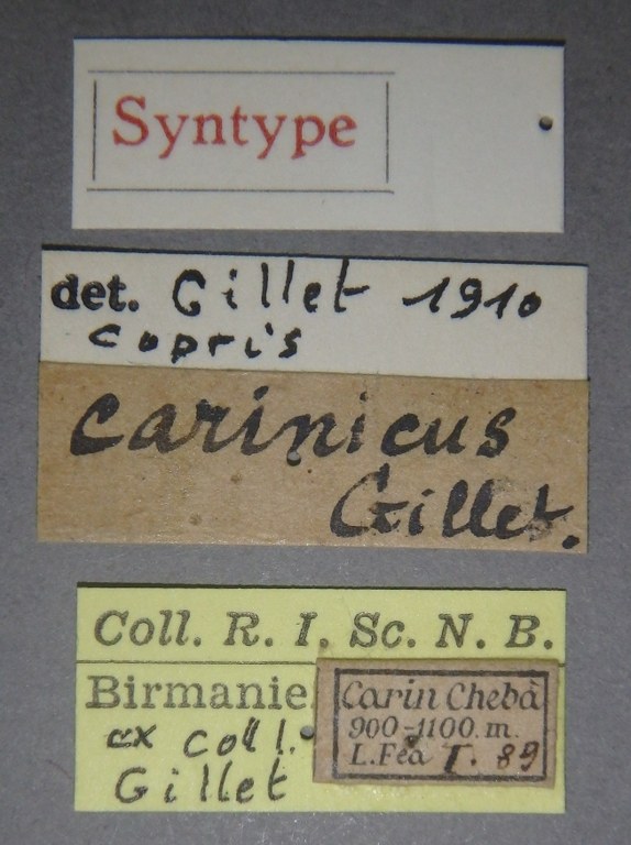 Copris carinicus st F Lb.jpg